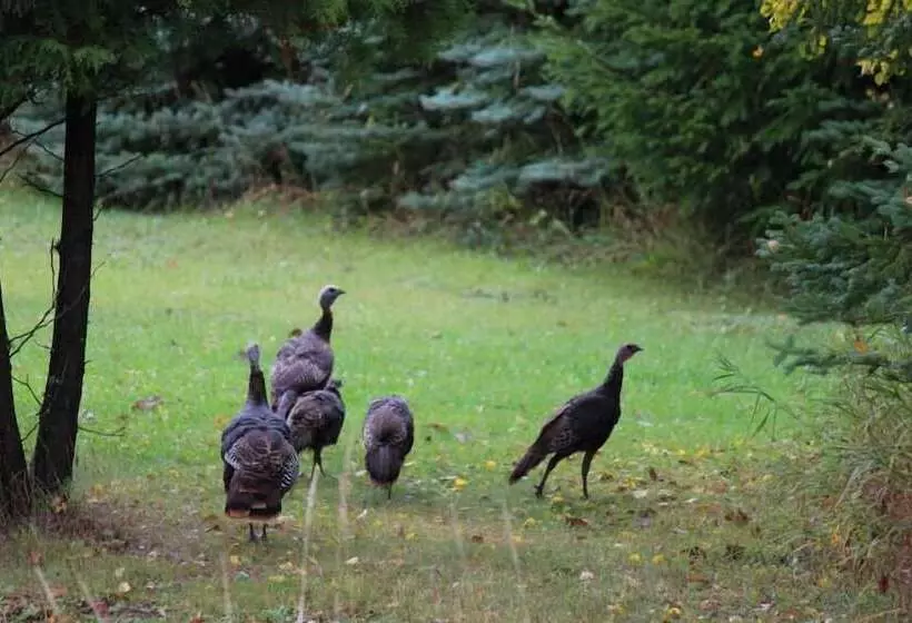 Motelli Chicaugon Lake Inn