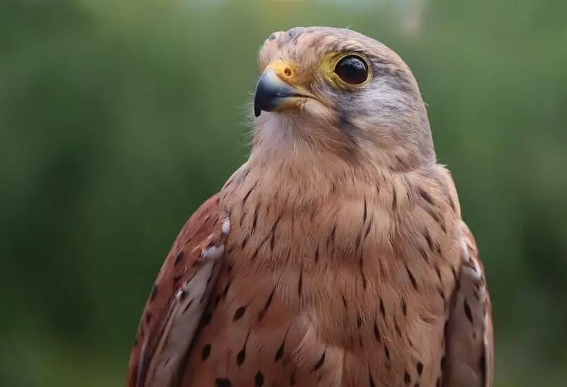 Majatalo La Sterne De Loire Maison D Hôtes