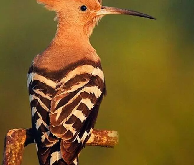 Majatalo La Sterne De Loire Maison D Hôtes