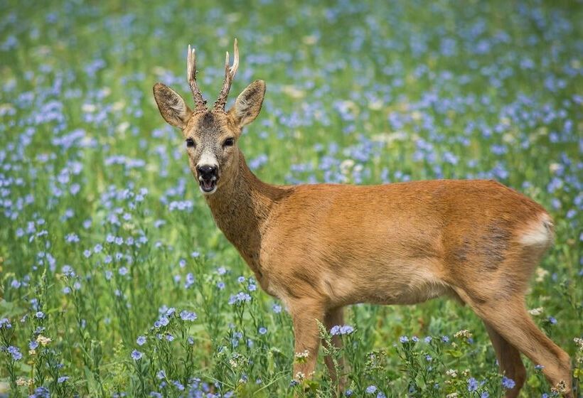 פנסיון La Sterne De Loire Maison D Hôtes