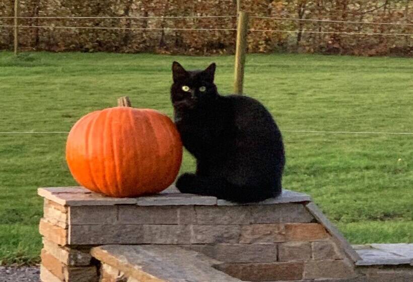 Hoby Gård Bed & Breakfast