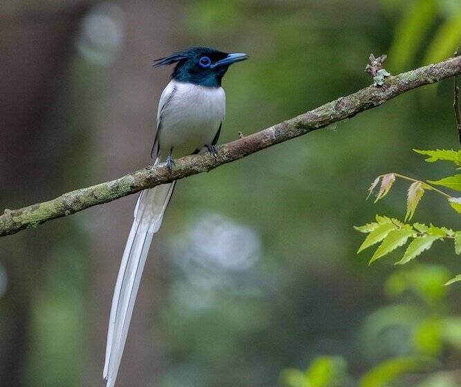 هتل Machan Country Villa