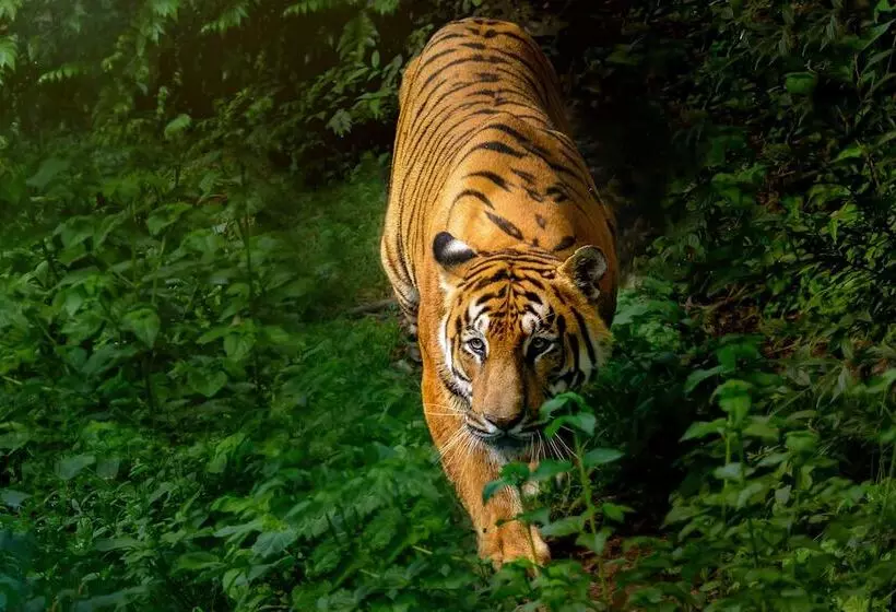 هتل Machan Country Villa