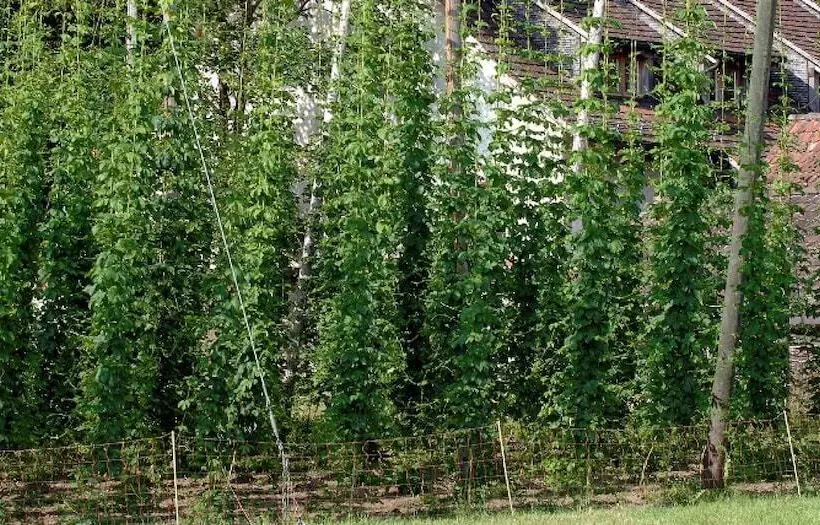 ホテル Stiftung Kartause Ittingen