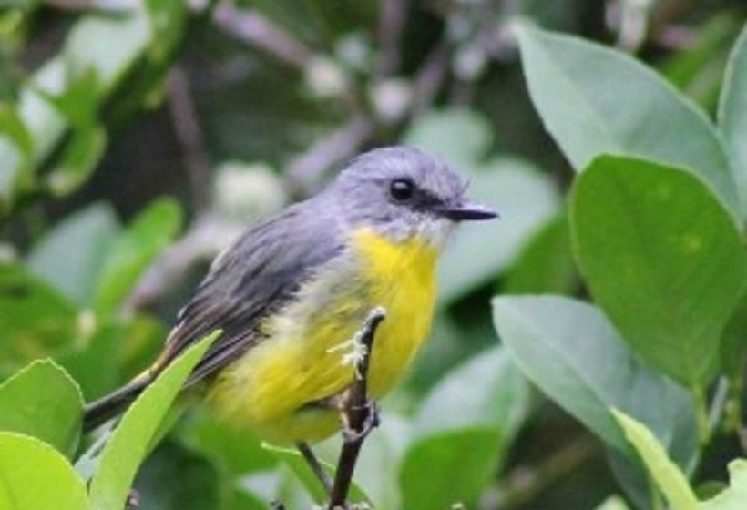 Lyola Pavilions In The Forest