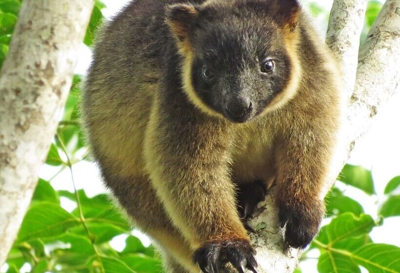 Mt Quincan Crater Retreat