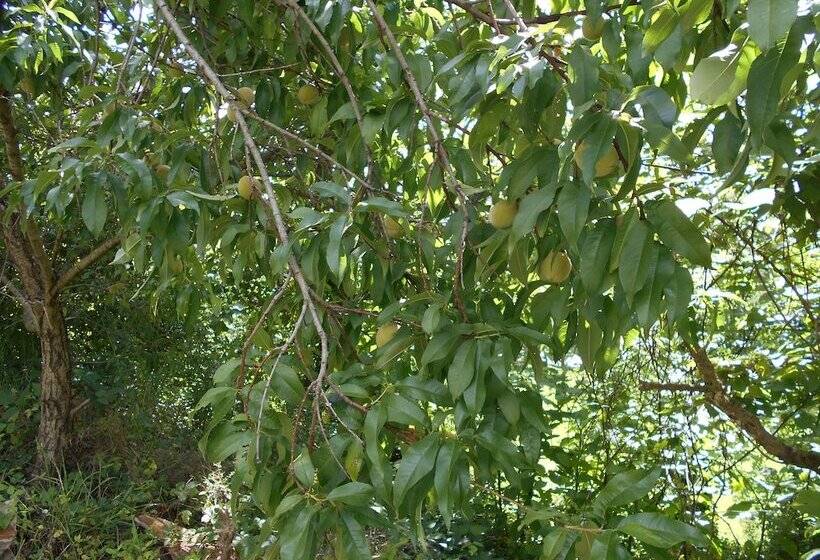 Nelsonville Hotel   Hostel