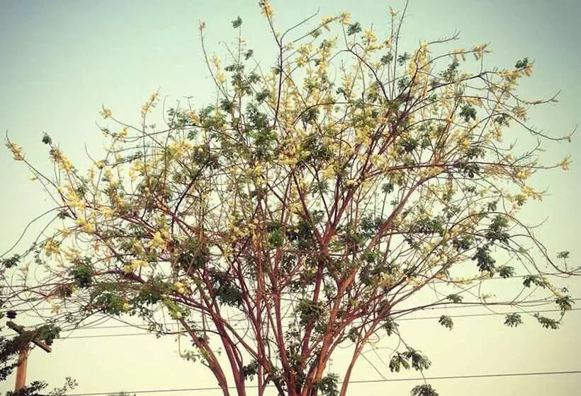 펜션 Baan Siriporn Resort   โรงแรมบ้านศิริพร รีสอร์ท