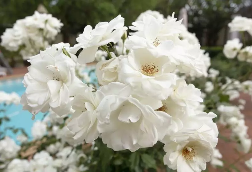 بنسيون Brooklyn Manor