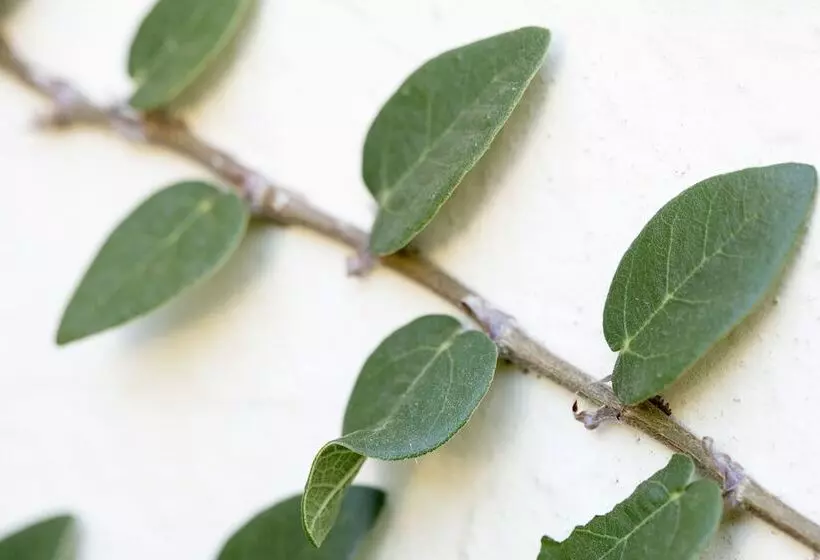 بنسيون Brooklyn Manor