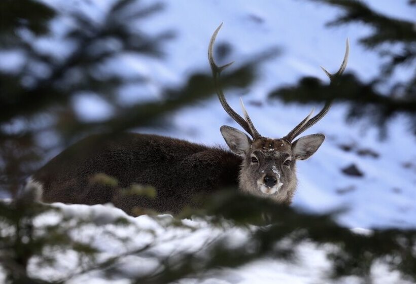 בית מלון כפרי Iruka