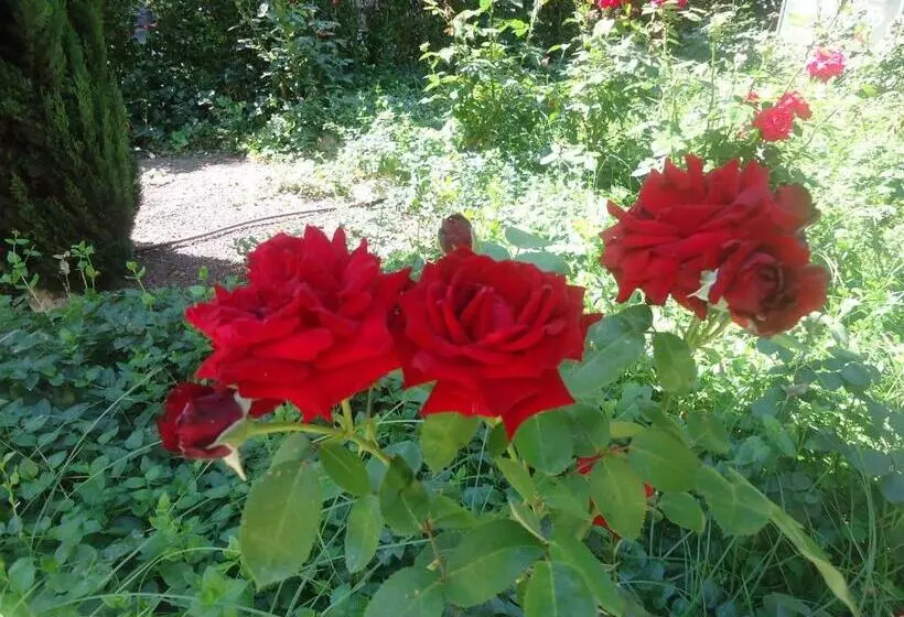 בית מלון כפרי Al Togo Fitness & Relax