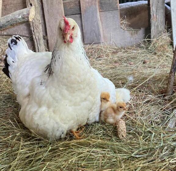 פנסיון Domaine Labouroume