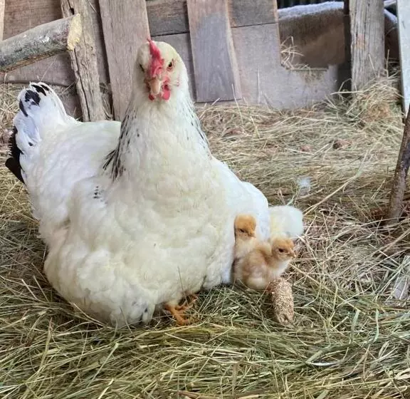 Majatalo Domaine Labouroume