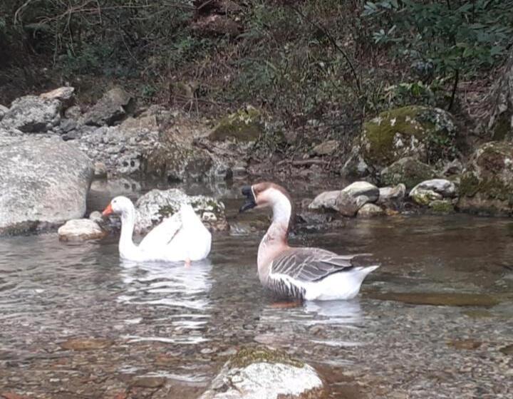 پانسیون B&b Candalla