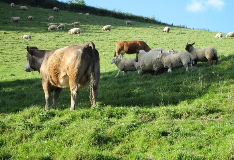 Nocleg ze śniadaniem Higher Coombe