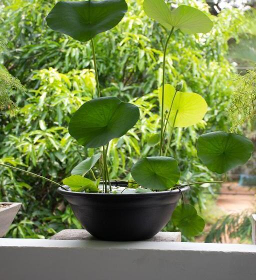 Pensió 98 Home Lodge Dambulla