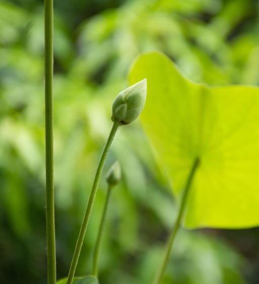 Pensió 98 Home Lodge Dambulla