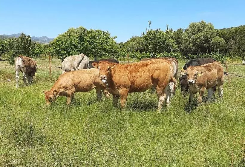 ホテル Agriturismo Orvile