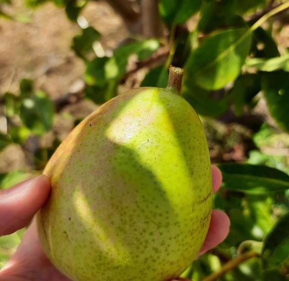 فندق Agriturismo Orvile