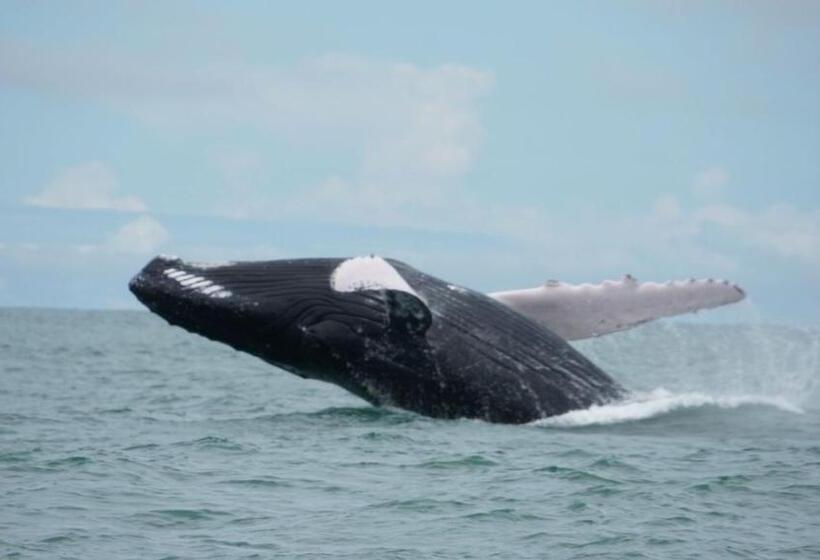 Отель Vista Ballena