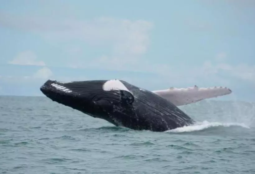 Hotelli Vista Ballena