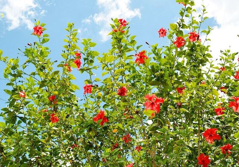 Viver Mais Hotel Fazenda