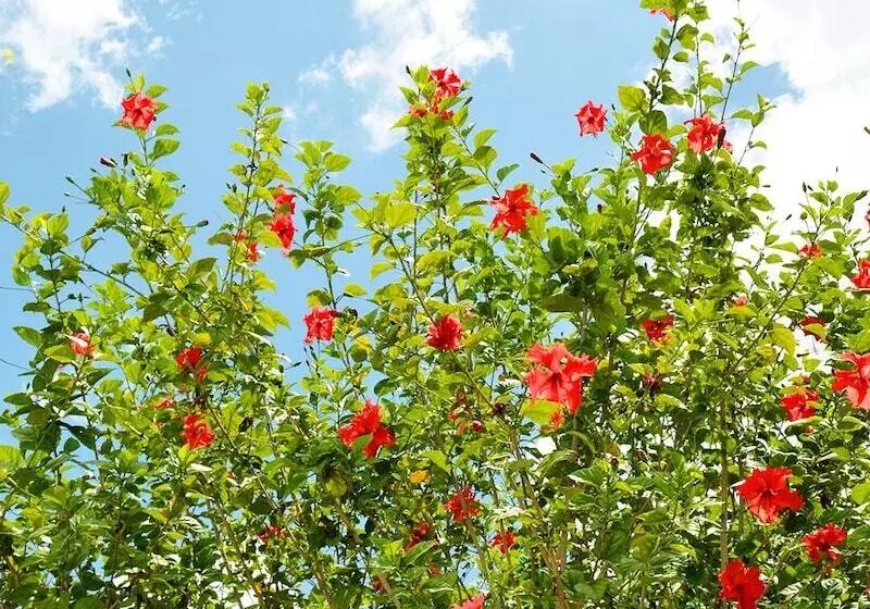 Viver Mais Hotel Fazenda