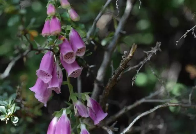 Río Serrano Hotel + Spa