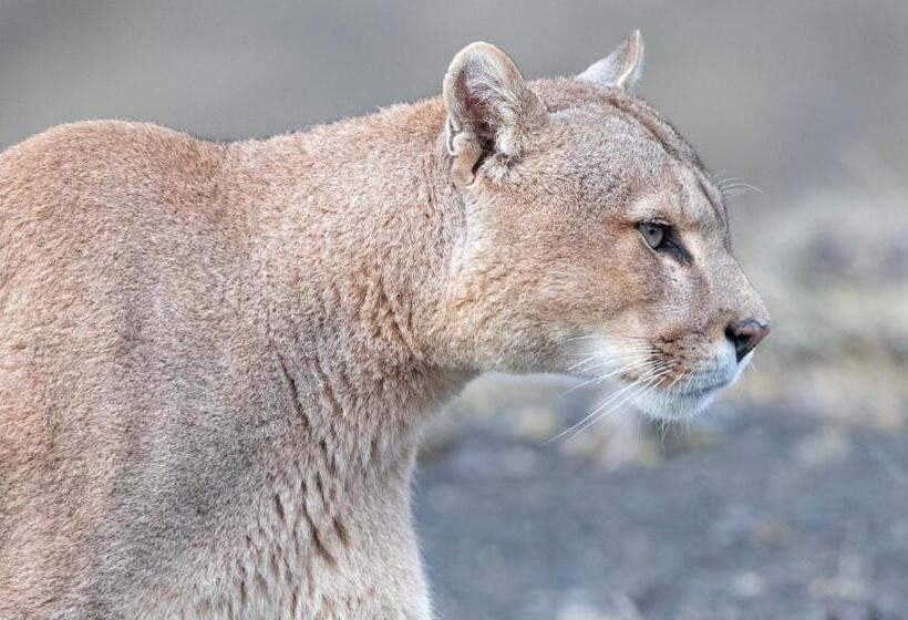 Río Serrano Hotel + Spa