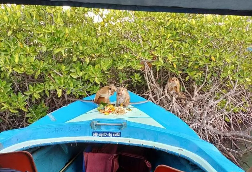 Aamiaismajoitus (B&B) Couple Rooms In Negombo