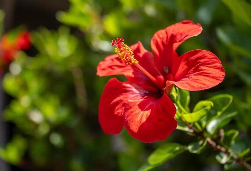 Jerà Holiday Collection Vulcano