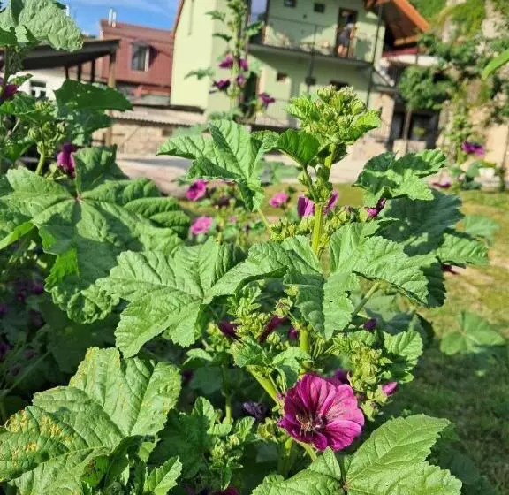 Majatalo гостьовий дім білий пацюк