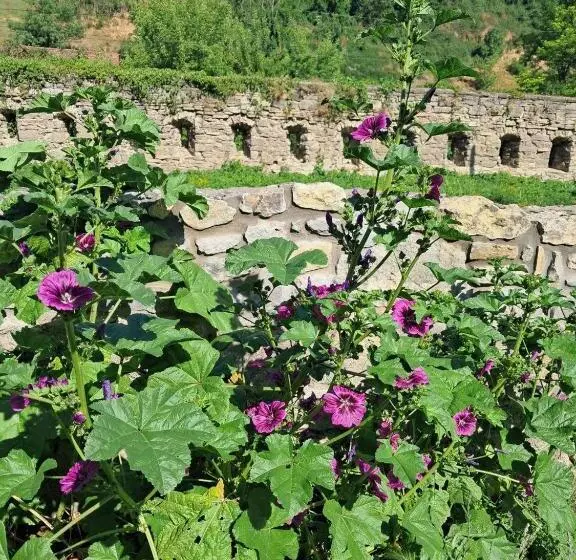 Majatalo гостьовий дім білий пацюк