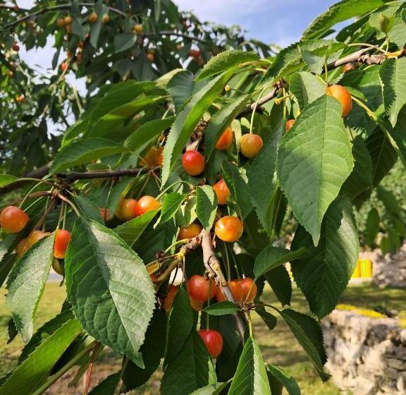 膳宿费 гостьовий дім білий пацюк