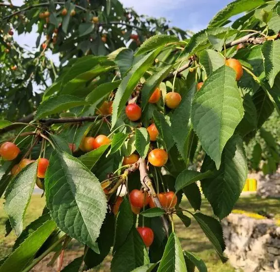 Majatalo гостьовий дім білий пацюк