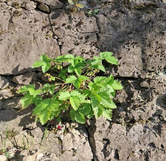 膳宿费 гостьовий дім білий пацюк