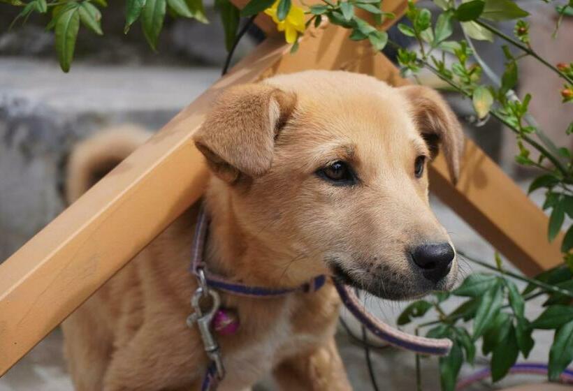 旅馆 Odin Stays & Café Tirthan