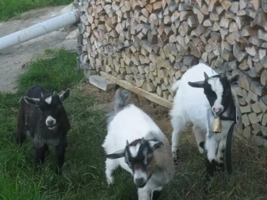 ホテル Haus Hofbichl