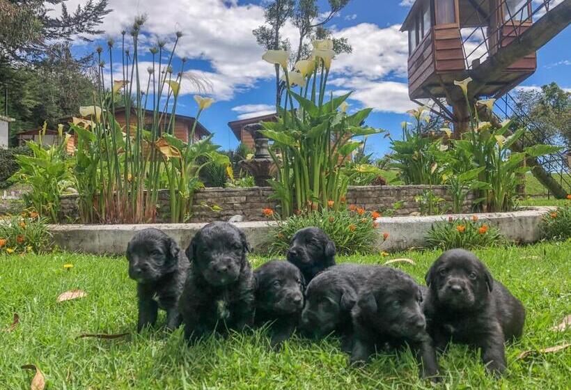 Hotel Hosteria Papagayo Cotopaxi