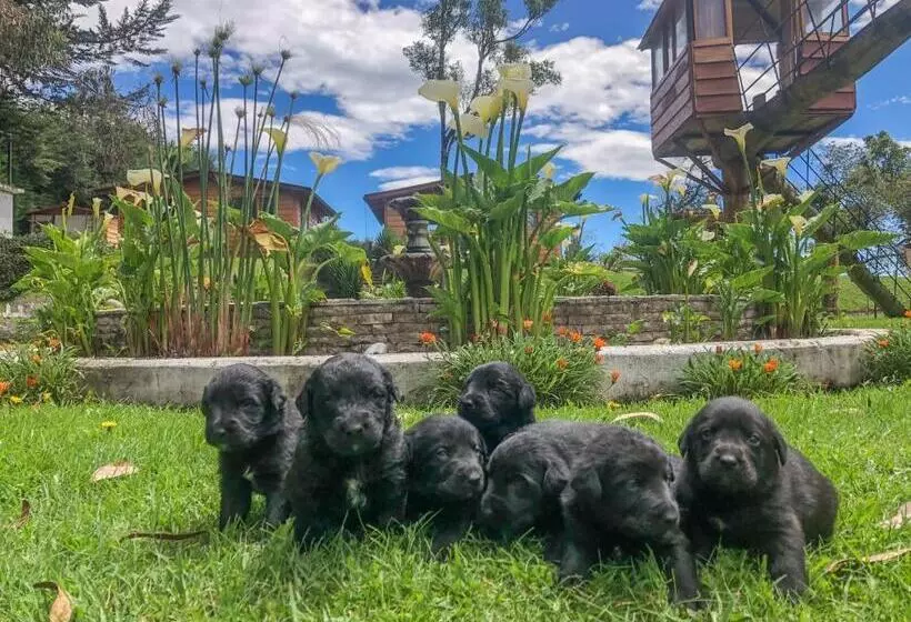 Hotel Hosteria Papagayo Cotopaxi