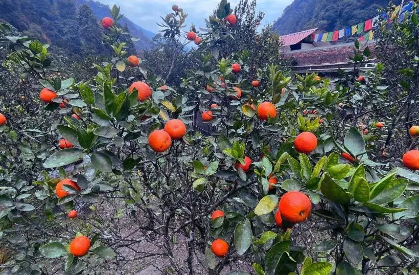 ホテル The Mandarine Retreat