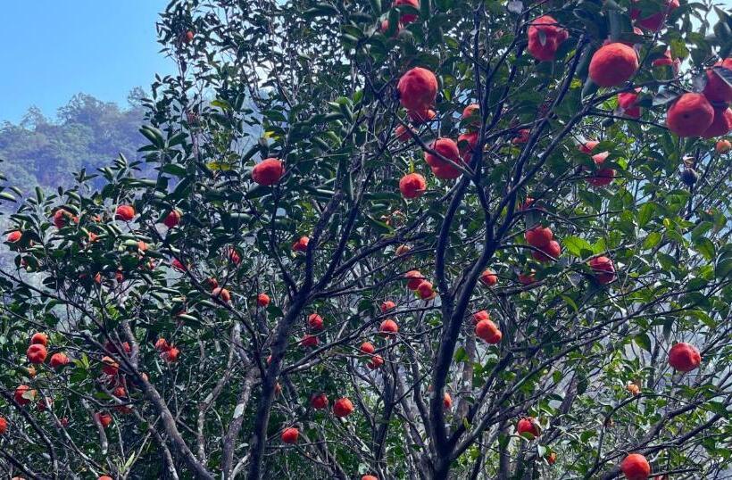 Hotel The Mandarine Retreat