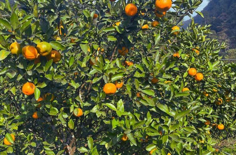 Hotel The Mandarine Retreat