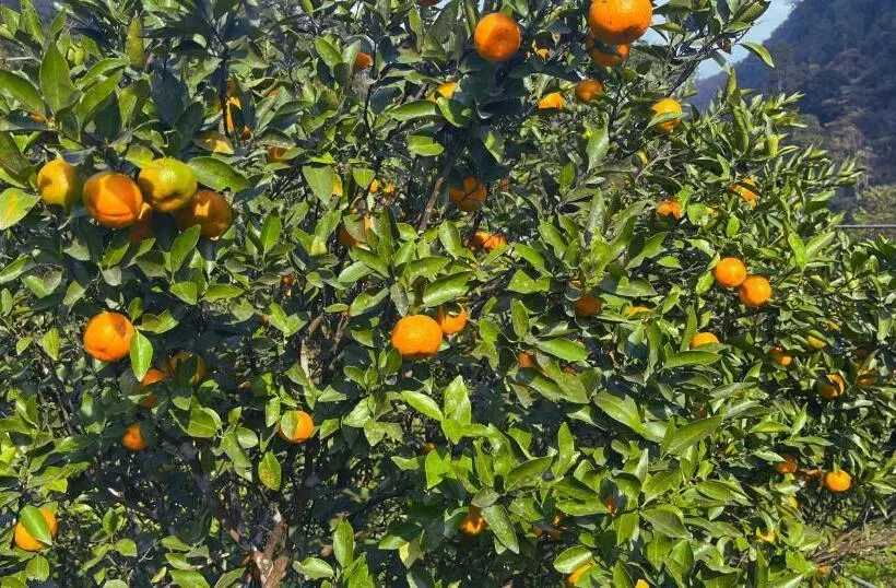 ホテル The Mandarine Retreat