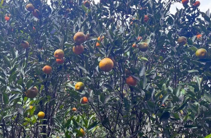 ホテル The Mandarine Retreat