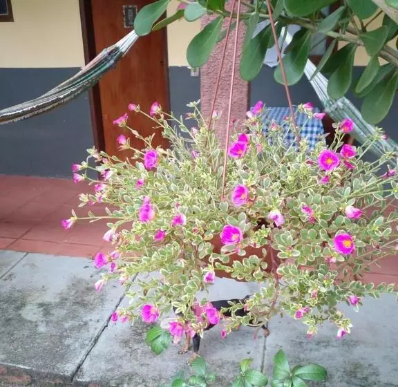 Hotelli Pousada Sol Das Amendoeiras