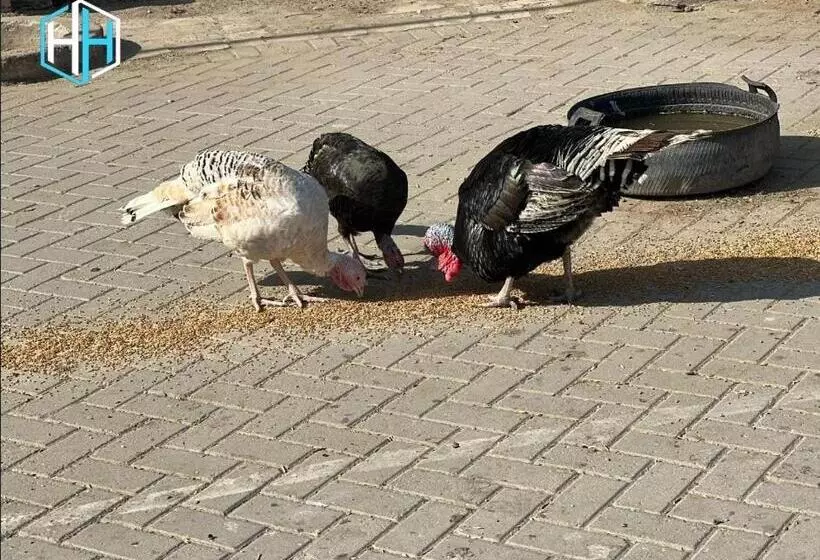هتل Hayatt Sukkur