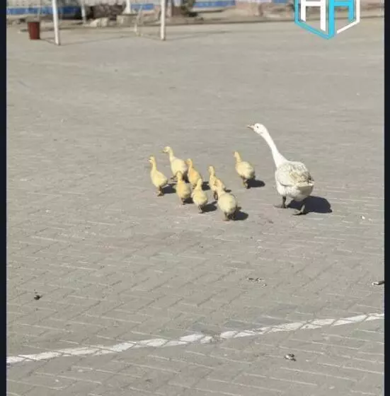 هتل Hayatt Sukkur