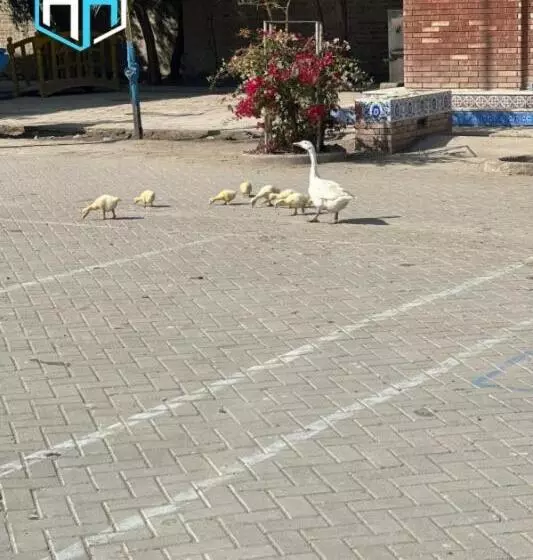 هتل Hayatt Sukkur